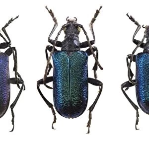 Longhorn beetles C016 / 2145