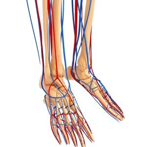Lower leg anatomy, artwork