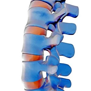 Lumbar spine, computer artwork