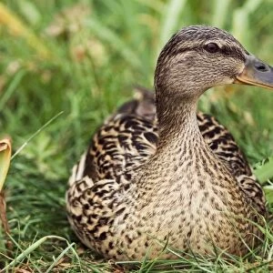 Mallard ducks, composite image