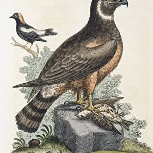 Marsh hawk and reed bird, 18th century C013 / 6254