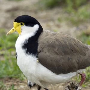 Masked lapwing and chick
