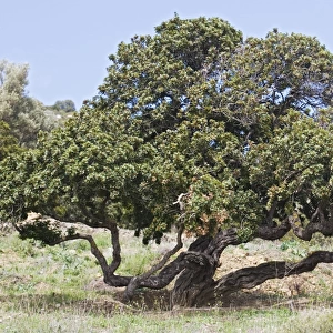 Mastic tree (Pistacia lentiscus var. chia)