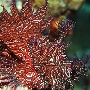 Merlets scorpionfish