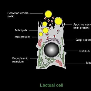 Milk-producing cell, diagram