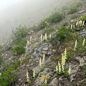 Mountain flowers, USA