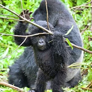 Mountain gorillas C014 / 0994