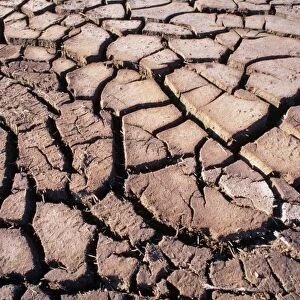 Mud cracks in the sun-baked earth