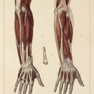 Muscles of the forearm, 1831 artwork