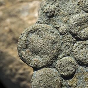 Nemiana simplex pre-cambrian