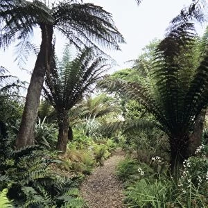New Zealand Walk at Heligan Gardens