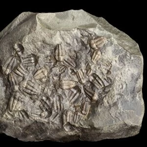 Nodule containing trilobite fossils