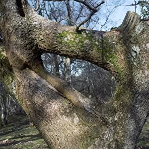 Oak tree (Quercus)