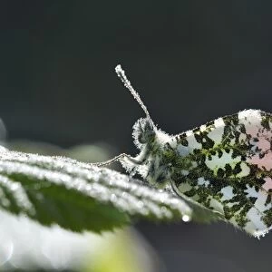 Orange tip butterfly covered in dew