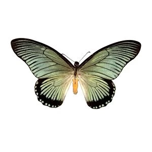 Papilio zalmoxis butterfly