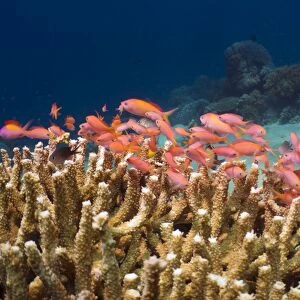 Peach anthias and staghorn coral