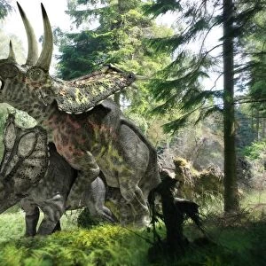 Pentaceratops dinosaurs mating