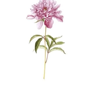 Peony flower, 18th century C016 / 5484