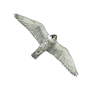 Peregrine falcon, artwork C016 / 3199
