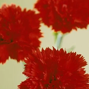 Pinks (Dianthus sp. )