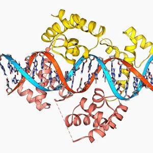Pit-1 transcription factor bound to DNA F006 / 9242