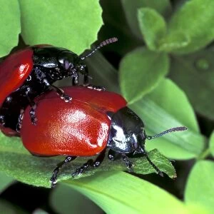 Poplar leaf beetles mating