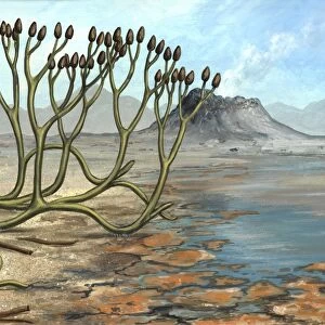 Prehistoric club moss, artwork