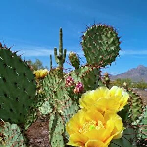 Prickly pear cactus flowers
