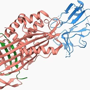 Proteinase inhibitor molecule F006 / 9321