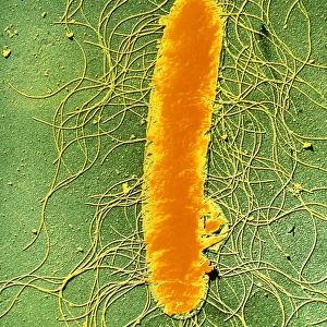 Proteus mirabilis bacterium