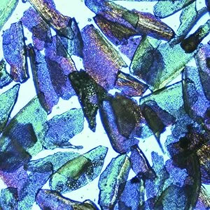 Psyllium, light micrograph