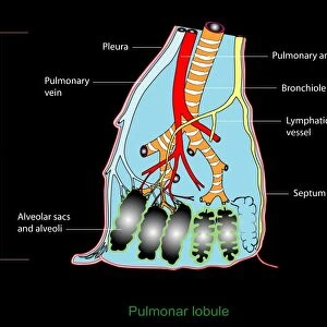 Pulmonary lobule, artwork