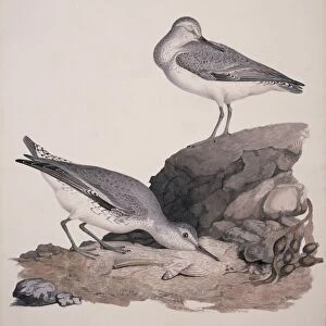 Red knot, 19th century C013 / 6400