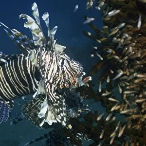 Red lionfish hunting over a reef