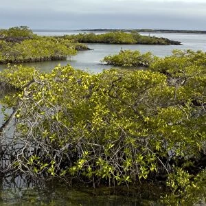 Red mangroves (Rhizophora mangle)