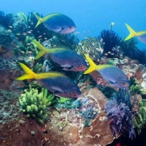 Redbelly yellowtail fusiliers
