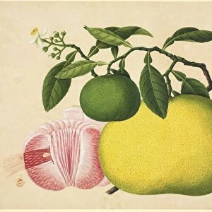 Reeves botanical artwork, 19th century C016 / 5183