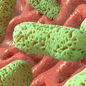 Rod-shaped bacteria, artwork