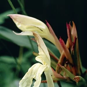 Roscoea auriculata Bessiana Alba