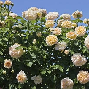 Rose (Rosa Alchymist )