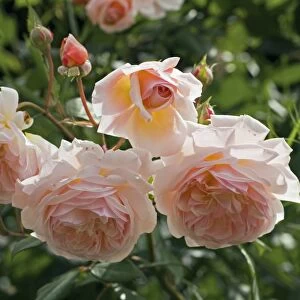 Rose (Rosa Sweet Juliet Ausleap )