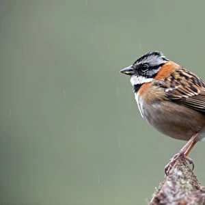 Rufous-collared sparrow C018 / 2449