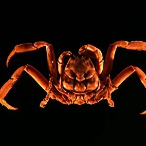 Samurai crab