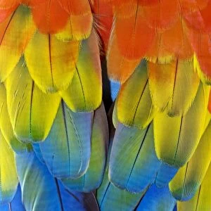 Scarlet macaw plumage