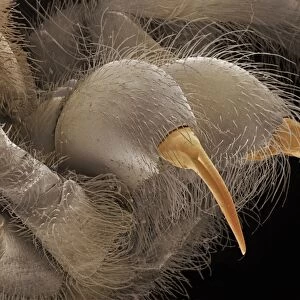 SEM of tarantula fangs