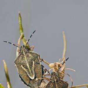 Shield bugs on a plant C016 / 4733