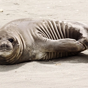 Southern elephant seal pup