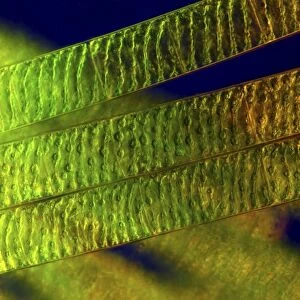 Spirogyra algae, light micrograph C016 / 9594