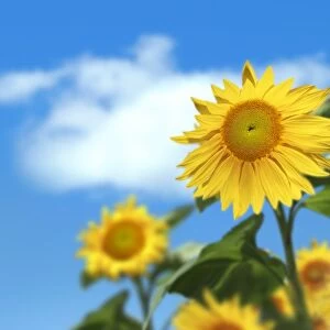 Sunflowers, artwork
