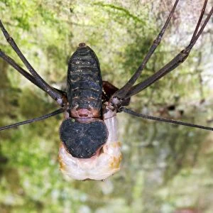 Tailless whip scorpion shedding its skin C013 / 8862